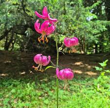 Attēlu rezultāti vaicājumam “Lilium martagon leaf”