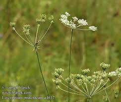 Attēlu rezultāti vaicājumam “Laserpitium prutenicum”