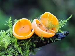 Attēlu rezultāti vaicājumam “Sarcoscypha austriaca”