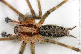 Attēlu rezultāti vaicājumam “Agelena labyrinthica”