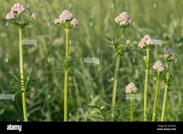 Attēlu rezultāti vaicājumam “Valeriana officinalis bud”