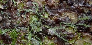 Attēlu rezultāti vaicājumam “Calypogeia azurea”