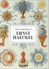Image result for ernst haeckel