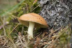 Attēlu rezultāti vaicājumam “Suillus granulatus”