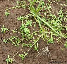 Attēlu rezultāti vaicājumam “Callitriche verna leaf”