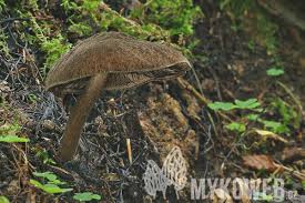 Attēlu rezultāti vaicājumam “Pluteus umbrosus”