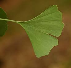 Attēlu rezultāti vaicājumam “Ginkgo biloba leaf”