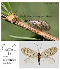 Attēlu rezultāti vaicājumam “Hemerobius perelegans”