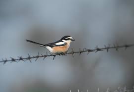 Image result for Lanius nubicus