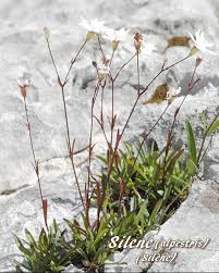 Attēlu rezultāti vaicājumam “Silene wolgensis”