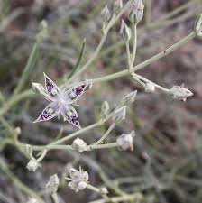 Attēlu rezultāti vaicājumam “Gentianaceae”