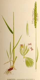 Attēlu rezultāti vaicājumam “Cynosurus cristatus”