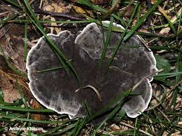 Attēlu rezultāti vaicājumam “Phellodon niger”