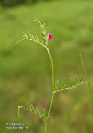 Attēlu rezultāti vaicājumam “Vicia angustifolia”