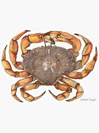 Image result for Cancer irroratus