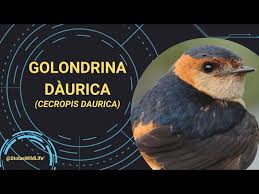 Image result for Cecropis daurica