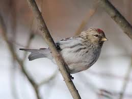 Attēlu rezultāti vaicājumam “Carduelis flammea female”