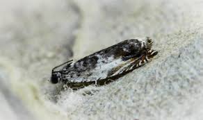 Attēlu rezultāti vaicājumam “Ancylis laetana”