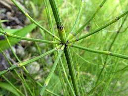 Attēlu rezultāti vaicājumam “Equisetum pratense”