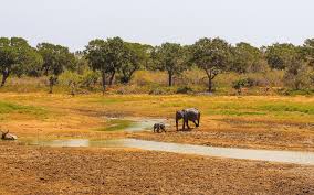 Image result for Яла заповедник