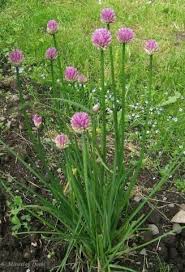 Image result for Allium schoenoprasum