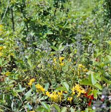 Attēlu rezultāti vaicājumam “Acinos arvensis flower”