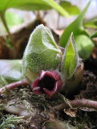 Attēlu rezultāti vaicājumam “Asarum europaeum flower”
