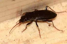 Attēlu rezultāti vaicājumam “Pterostichus quadrifoveolatus”