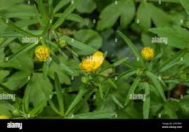 Attēlu rezultāti vaicājumam “Ranunculus auricomus flower”