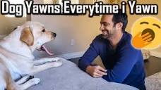 My Dog Yawns Every Time I Yawn #Shorts | Funny Dog Video - YouTube