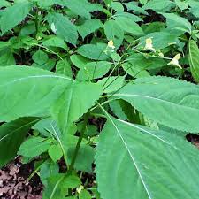 Attēlu rezultāti vaicājumam “Impatiens parviflora leaf”