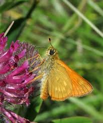 Attēlu rezultāti vaicājumam “Ochlodes sylvanus male”
