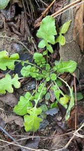 Attēlu rezultāti vaicājumam “Sisymbrium loeselii”