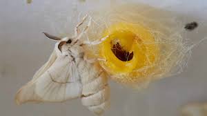 Attēlu rezultāti vaicājumam “cocoon”