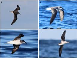 Image result for Pterodroma feae