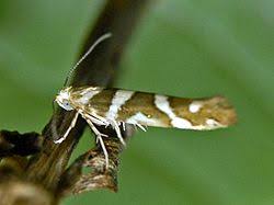 Attēlu rezultāti vaicājumam “Argyresthia goedartella”
