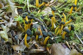 Attēlu rezultāti vaicājumam “Leotia lubrica”