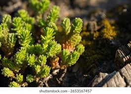 Attēlu rezultāti vaicājumam “Sedum sexangulare”