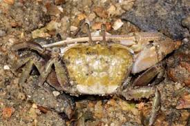 Image result for Cancer borealis