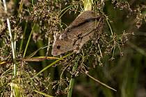 Attēlu rezultāti vaicājumam “Sicista betulina”