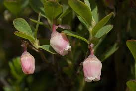 Attēlu rezultāti vaicājumam “Vaccinium uliginosum bud”