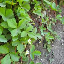 Attēlu rezultāti vaicājumam “Fragaria viridis leaf”