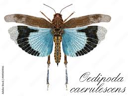 Attēlu rezultāti vaicājumam “Oedipoda caerulescens”