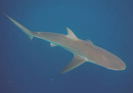 Image result for Carcharhinus obscurus