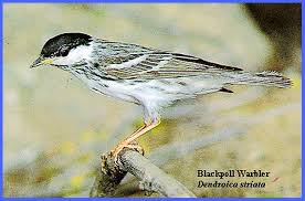 Image result for Dendroica striata