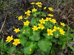 Attēlu rezultāti vaicājumam “Caltha palustris flower”