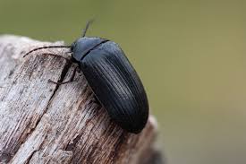 Attēlu rezultāti vaicājumam “Prionychus ater”