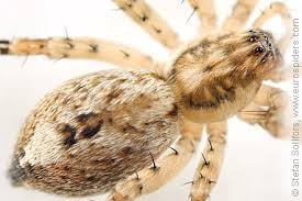 Attēlu rezultāti vaicājumam “Anyphaena accentuata”