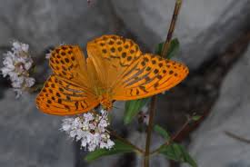 Attēlu rezultāti vaicājumam “Argynnis paphia larva”
