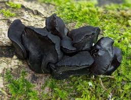 Attēlu rezultāti vaicājumam “Exidia truncata”